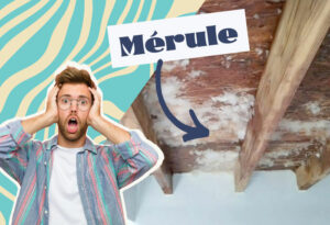 Mérule